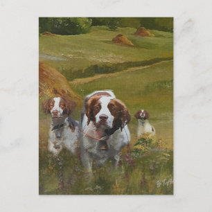 Brittany Spaniel Invitation Postcard
