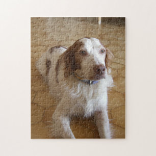 brittany spaniel laying jigsaw puzzle