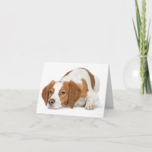 Brittany Spaniel Puppy Dog Blank Note Card