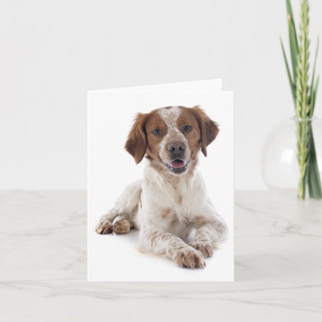 Brittany Spaniel Puppy Dog Blank Note Card (Front)
