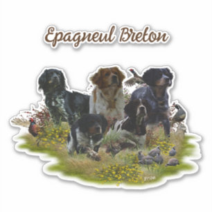  Brittany Spaniels,   Bird Hunting   