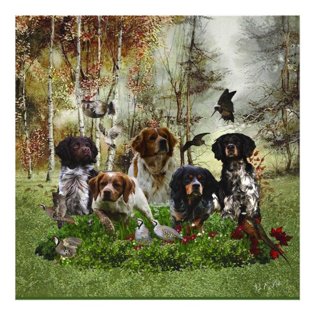  Brittany Spaniels,   Bird Hunting     Photo Print (Front)