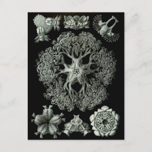 Brittle stars postcard