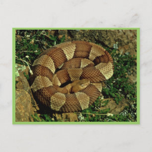 Broad-banded copperhead postcard