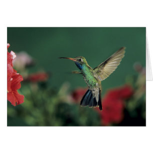 Broad-billed Hummingbird, Cynanthus