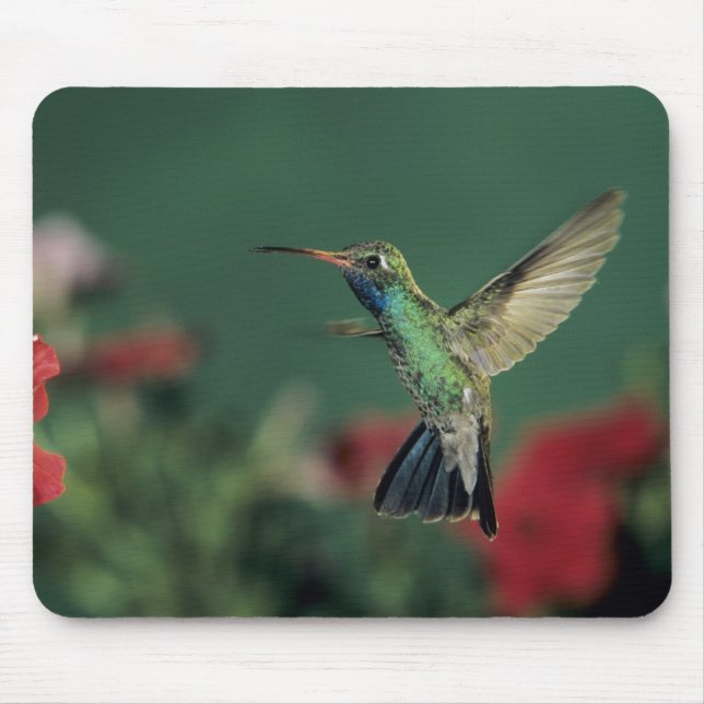 Broad-billed Hummingbird, Cynanthus Mouse Pad (Front)