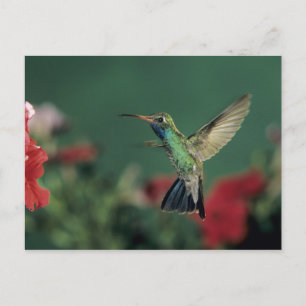 Broad-billed Hummingbird, Cynanthus Postcard
