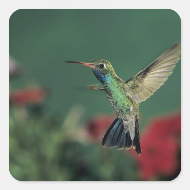 Broad-billed Hummingbird, Cynanthus Square Sticker (Front)