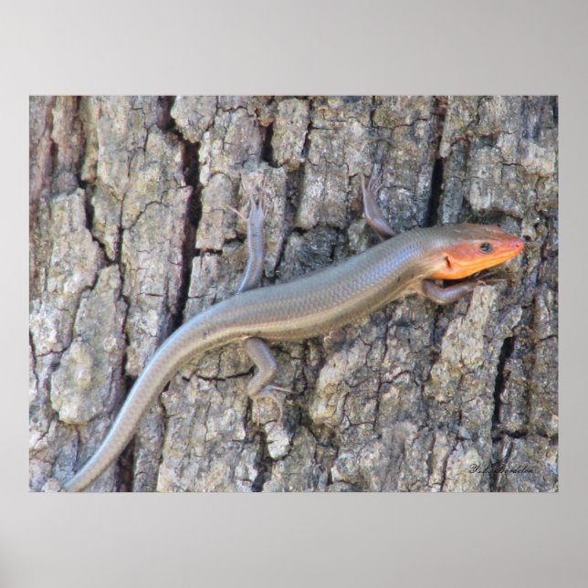 Broad-headed Skink Poster (Front)
