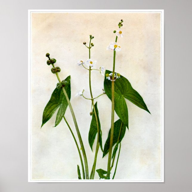 Broad-leaved Arrowhead Poster (Front)