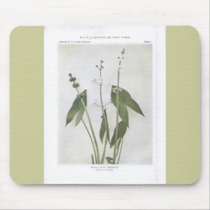 Broad-Leaved Arrowhead - Sagittaria latifolia Mouse Pad