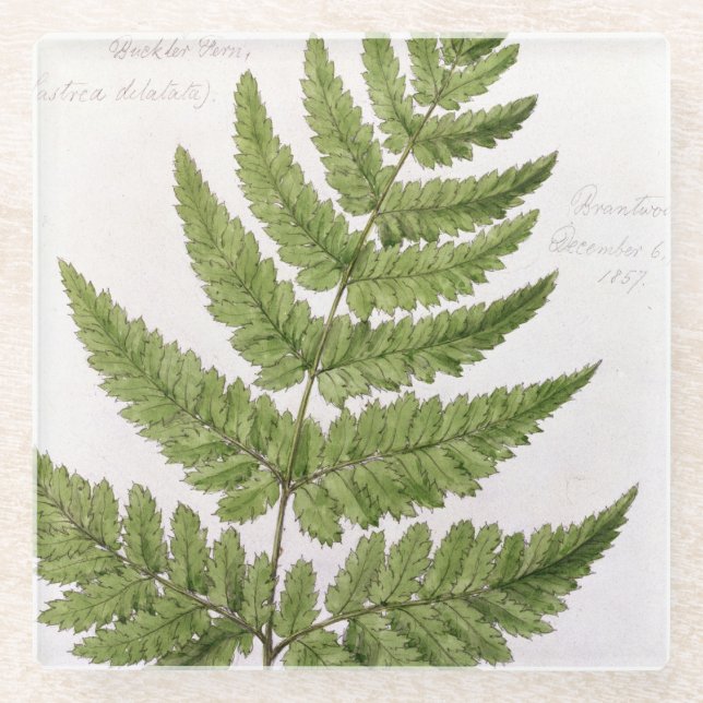 Broad Prickly-toothed Buckler Fern, painted at Bra Glass Coaster (Front)