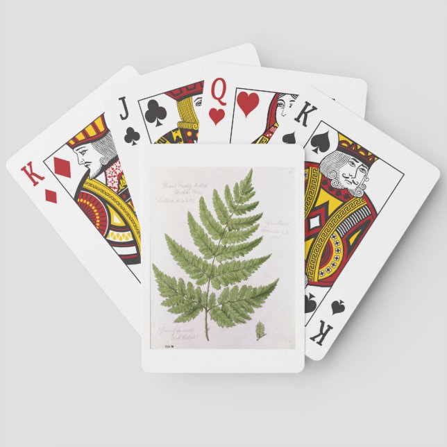 Broad Prickly-toothed Buckler Fern, painted at Bra Playing Cards (Back)