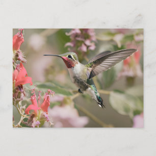 Broad-tailed Hummingbird in flight Postcard