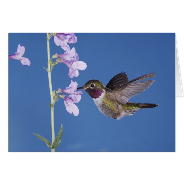 Broad-tailed Hummingbird, Selasphorus (Front Horizontal)