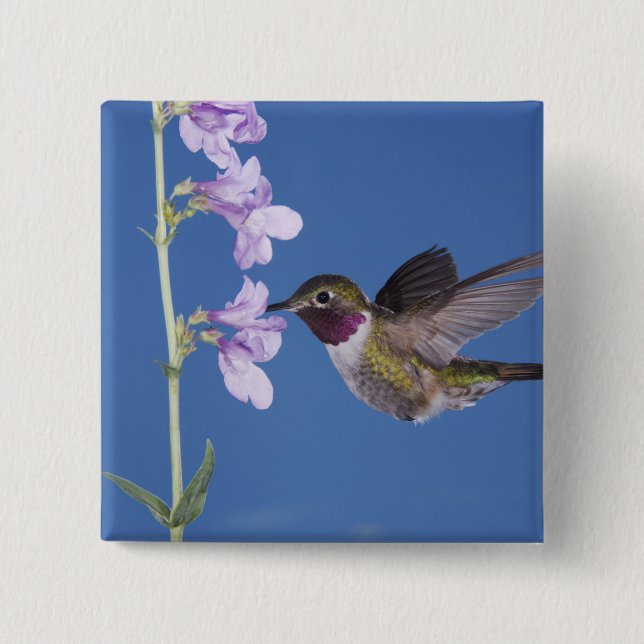 Broad-tailed Hummingbird, Selasphorus 2 Inch Square Button (Front)