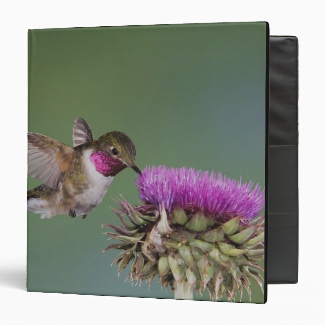 Broad-tailed Hummingbird, Selasphorus Binder (Front/Inside)