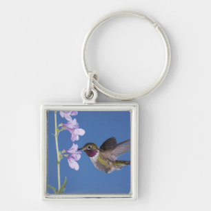 Broad-tailed Hummingbird, Selasphorus Keychain
