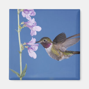 Broad-tailed Hummingbird, Selasphorus Magnet