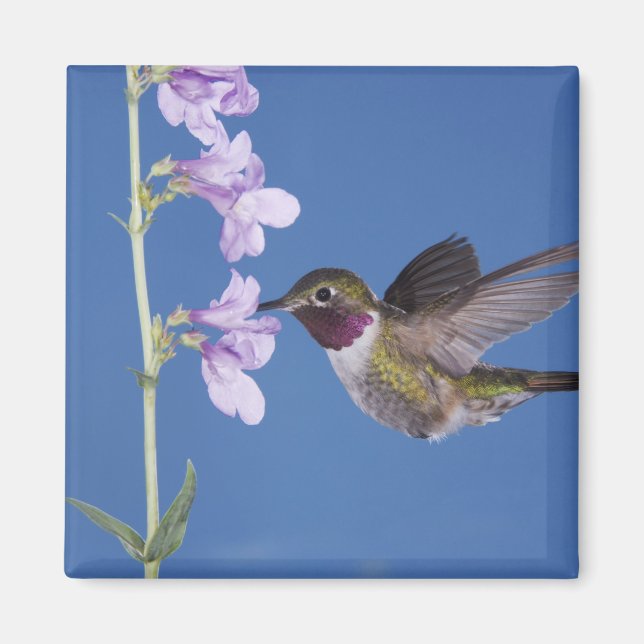 Broad-tailed Hummingbird, Selasphorus Magnet (Front)