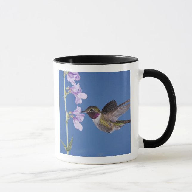 Broad-tailed Hummingbird, Selasphorus Mug (Right)