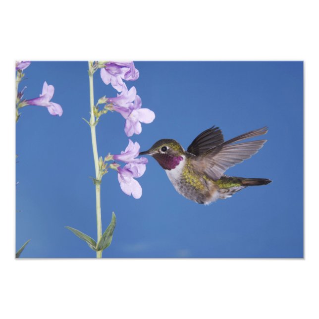 Broad-tailed Hummingbird, Selasphorus Photo Print (Front)