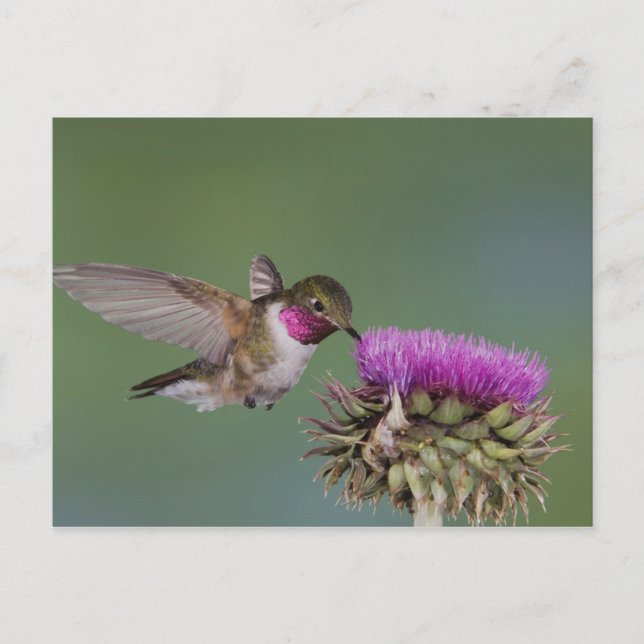 Broad-tailed Hummingbird, Selasphorus Postcard (Front)