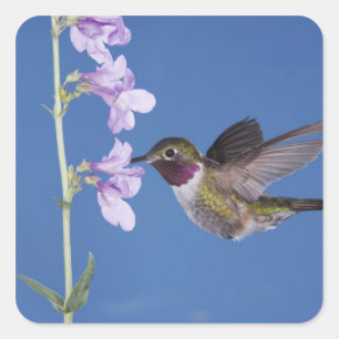 Broad-tailed Hummingbird, Selasphorus Square Sticker