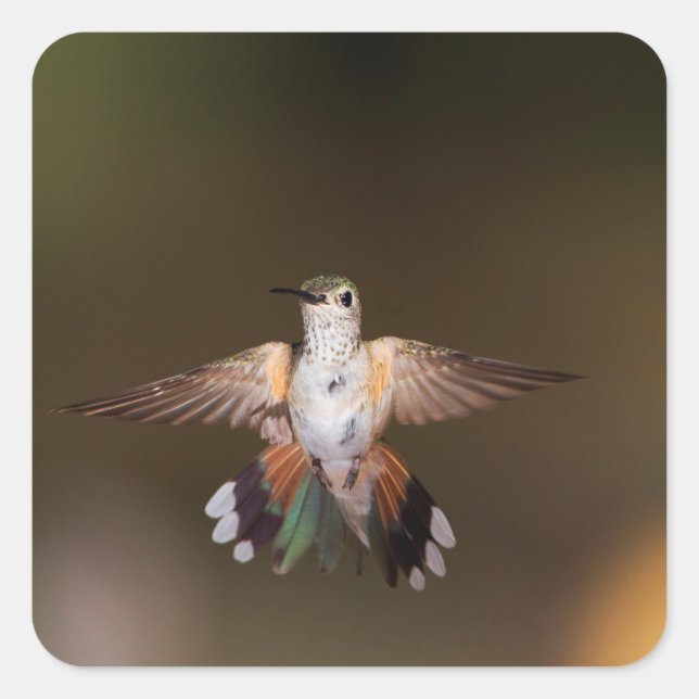 Broad-Tailed Hummingbird showing off Square Sticker (Front)