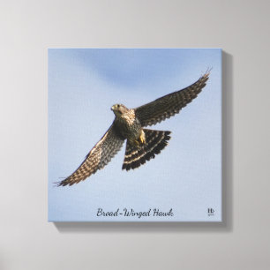 Broad Winged Hawk Canvas Print