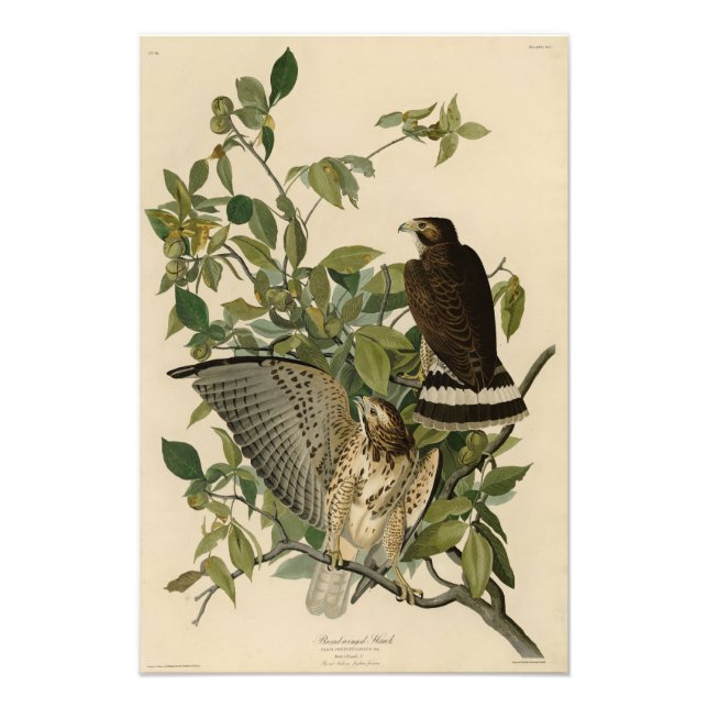 Broad-winged Hawk from Audubon's Birds of America Photo Print (Front)