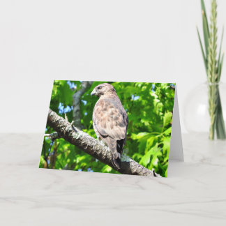 Broad-winged Hawk Greeting Card, Blank Inside Card