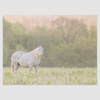 Broadfoot Mare Tissue Paper