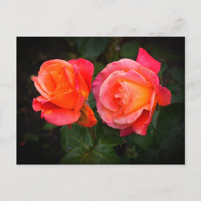 Broadway Rose #1 Postcard (Front)