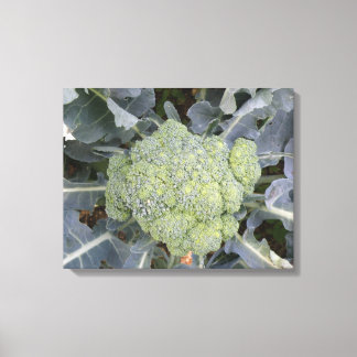 Broccoli Canvas Print