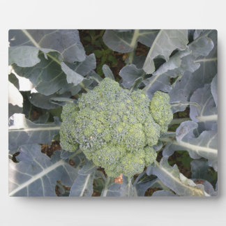 Broccoli Plaque