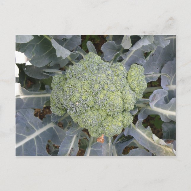 Broccoli Postcard (Front)