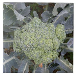 Broccoli Tile