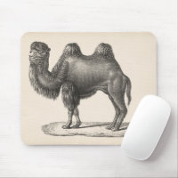 Brodtmann Camel Sketch