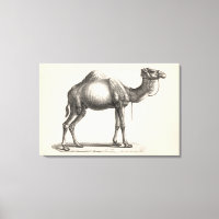 Brodtmann Dromedary Camel Sketch