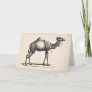 Brodtmann Dromedary Camel Sketch Card