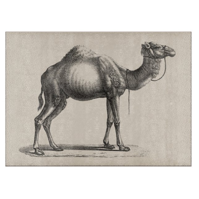 Brodtmann Dromedary Camel Sketch Cutting Board (Front)