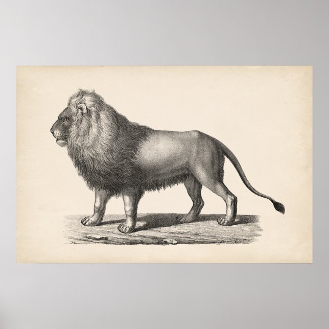 Brodtmann Lion Sketch Poster (Front)
