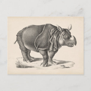 Brodtmann Rhinoceros Sketch Postcard