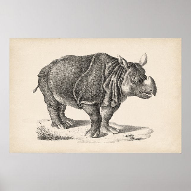 Brodtmann Rhinoceros Sketch Poster (Front)