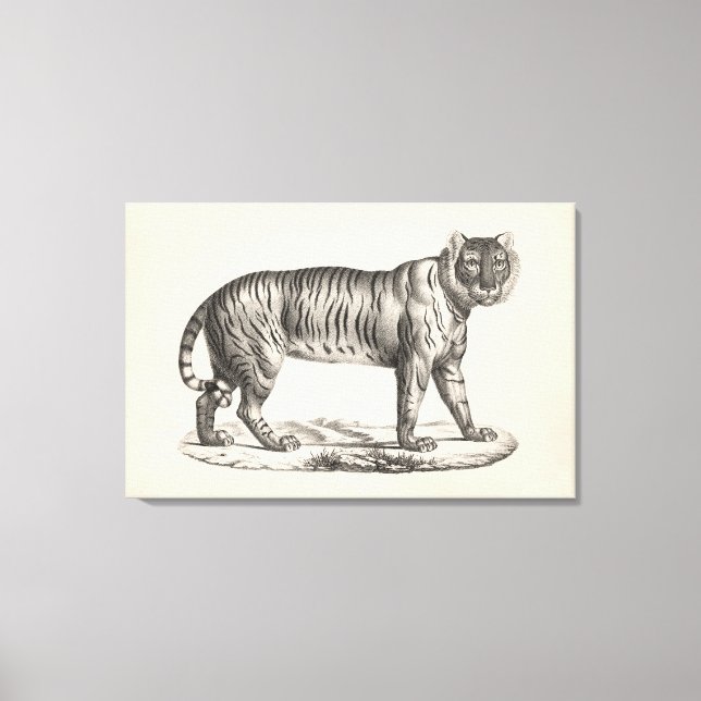 Brodtmann Tiger Sketch Canvas Print (Front)