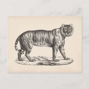 Brodtmann Tiger Sketch Postcard