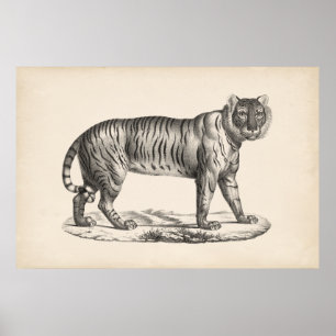 Brodtmann Tiger Sketch Poster