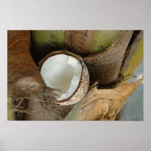 Broken coconut poster