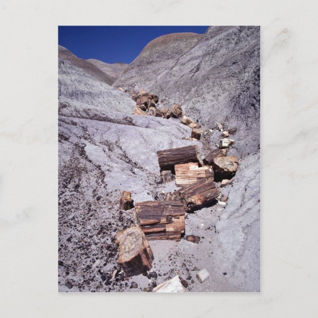 Broken logs, Petrified Forest National Park, Arizo Postcard (Front)